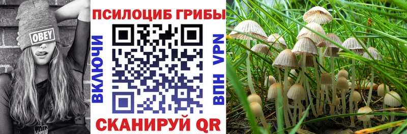 OMG ссылка  Пудож  Галлюциногенные грибы Psilocybe 